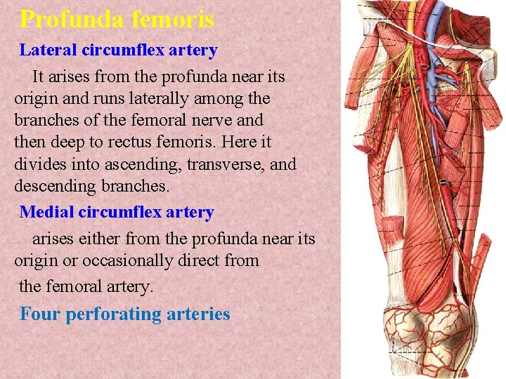 Profunda femoris Lateral circumflex artery It arises from the profunda near its origin and