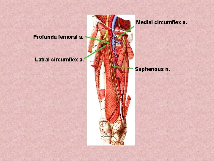 Medial circumflex a. Profunda femoral a. Latral circumflex a. Saphenous n. Medial circumflex a. Profunda femoral a. Latral circumflex a. Saphenous n.