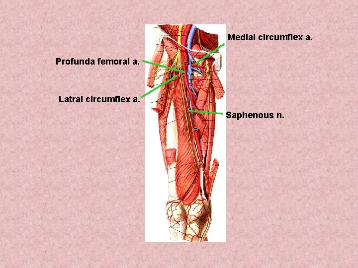 Medial circumflex a. Profunda femoral a. Latral circumflex a. Saphenous n. 