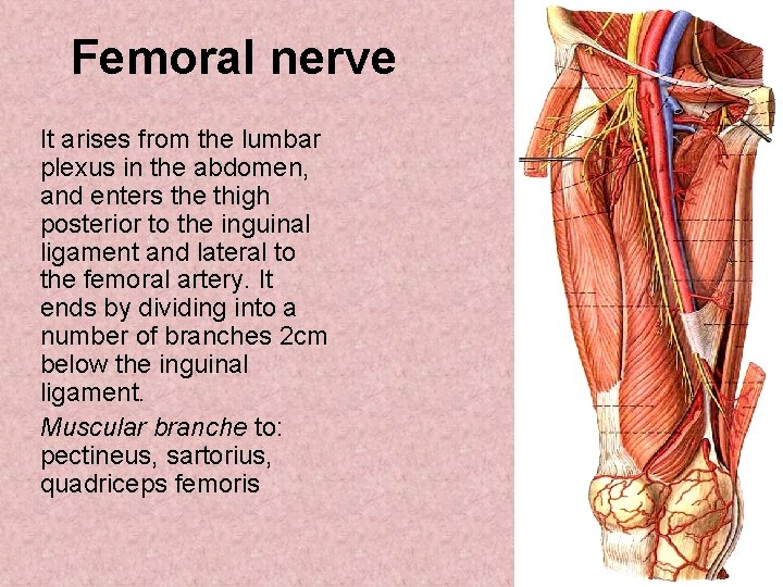 Femoral nerve It arises from the lumbar plexus in the abdomen, and enters the