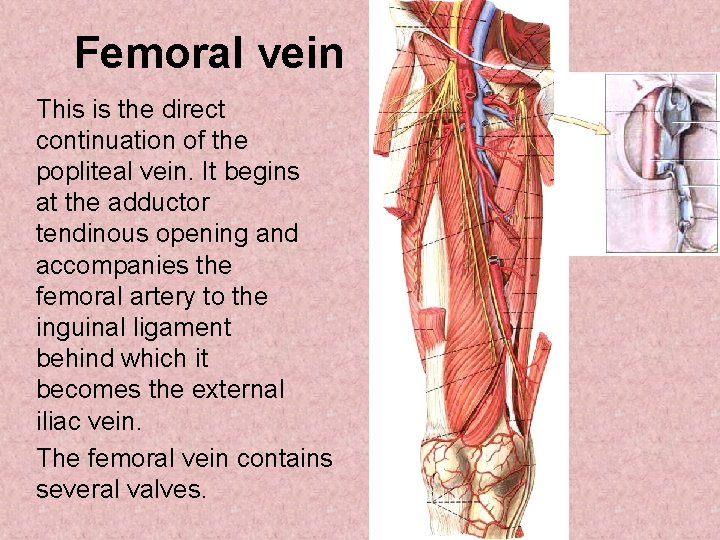 Femoral vein This is the direct continuation of the popliteal vein. It begins at Femoral vein This is the direct continuation of the popliteal vein. It begins at