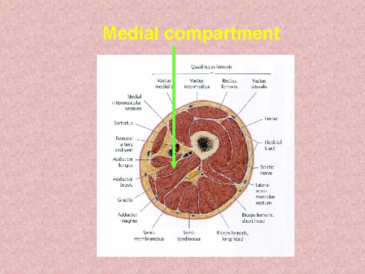 Medial compartment Medial compartment