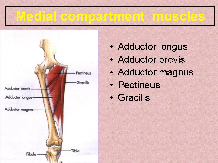 Medial compartment muscles • • • Adductor longus Adductor brevis Adductor magnus Pectineus Gracilis Medial compartment muscles • • • Adductor longus Adductor brevis Adductor magnus Pectineus Gracilis