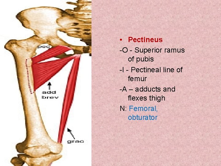  • Pectineus -O - Superior ramus of pubis -I - Pectineal line of