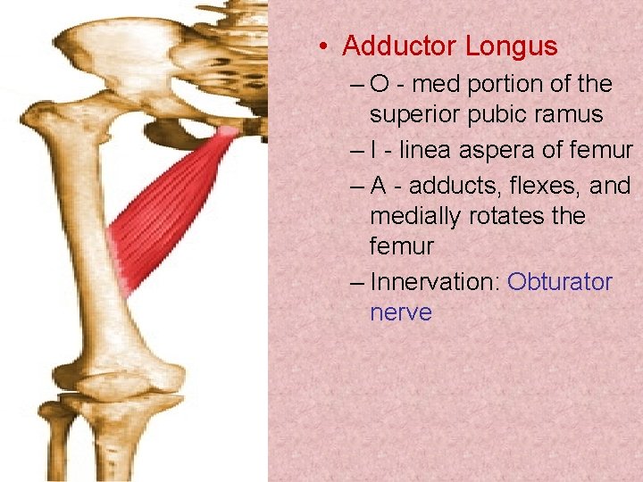  • Adductor Longus – O - med portion of the superior pubic ramus