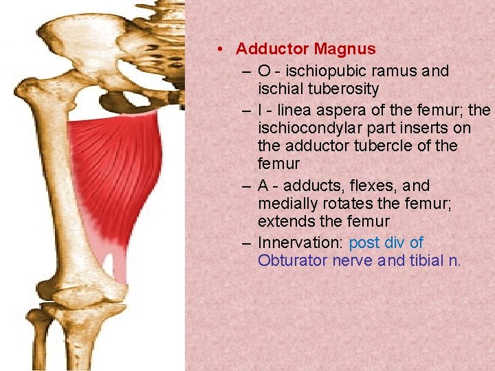• Adductor Magnus – O - ischiopubic ramus and ischial tuberosity – I • Adductor Magnus – O - ischiopubic ramus and ischial tuberosity – I