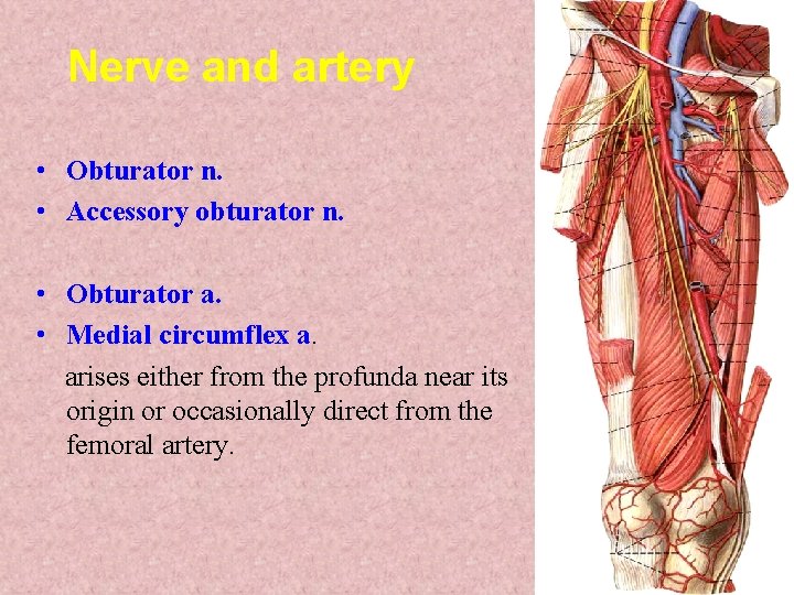 Nerve and artery • Obturator n. • Accessory obturator n. • Obturator a. • Nerve and artery • Obturator n. • Accessory obturator n. • Obturator a. •