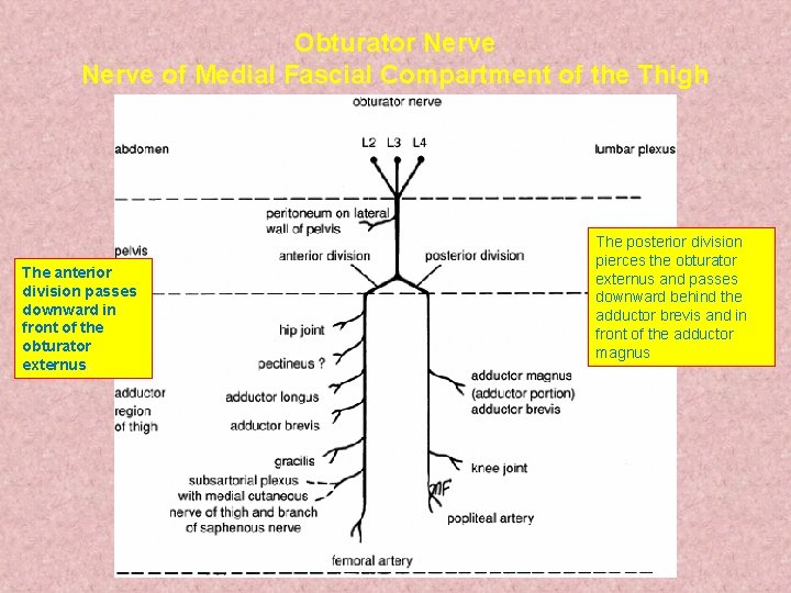 Obturator Nerve of Medial Fascial Compartment of the Thigh The anterior division passes downward