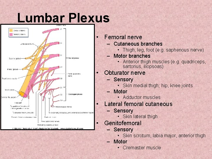 Lumbar Plexus • Femoral nerve – Cutaneous branches • Thigh, leg, foot (e. g.