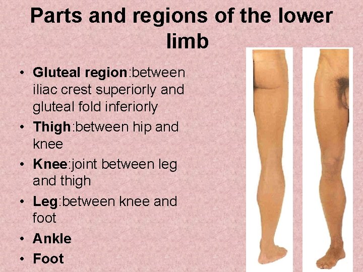 Parts and regions of the lower limb • Gluteal region: between iliac crest superiorly