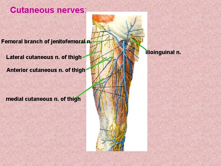 Cutaneous nerves: Femoral branch of jenitofemoral n. Lateral cutaneous n. of thigh Anterior cutaneous Cutaneous nerves: Femoral branch of jenitofemoral n. Lateral cutaneous n. of thigh Anterior cutaneous