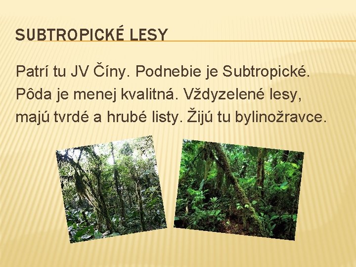 SUBTROPICKÉ LESY Patrí tu JV Číny. Podnebie je Subtropické. Pôda je menej kvalitná. Vždyzelené