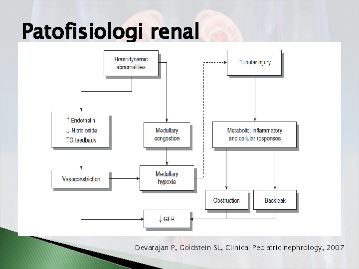 Patofisiologi renal Devarajan P, Goldstein SL, Clinical Pediatric nephrology, 2007 