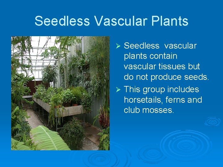 Seedless Vascular Plants Seedless vascular plants contain vascular tissues but do not produce seeds.