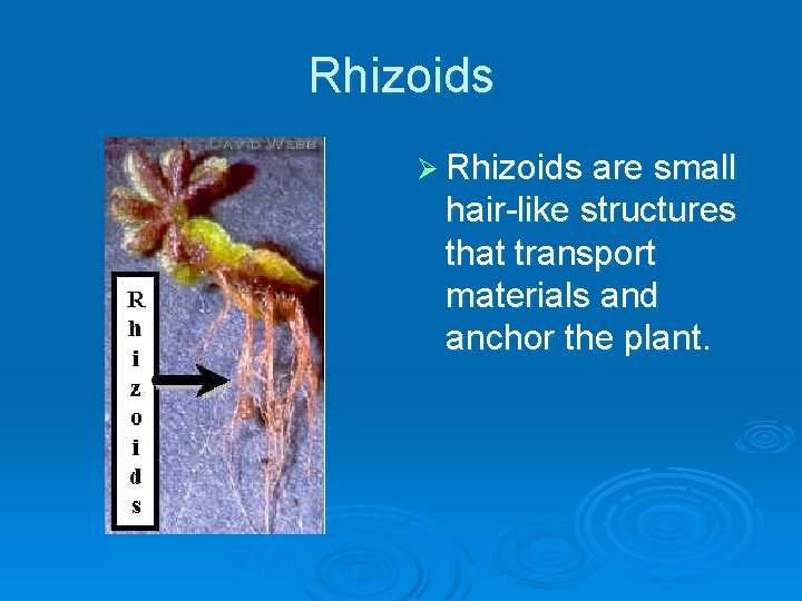 Rhizoids Ø Rhizoids are small hair-like structures that transport materials and anchor the plant.