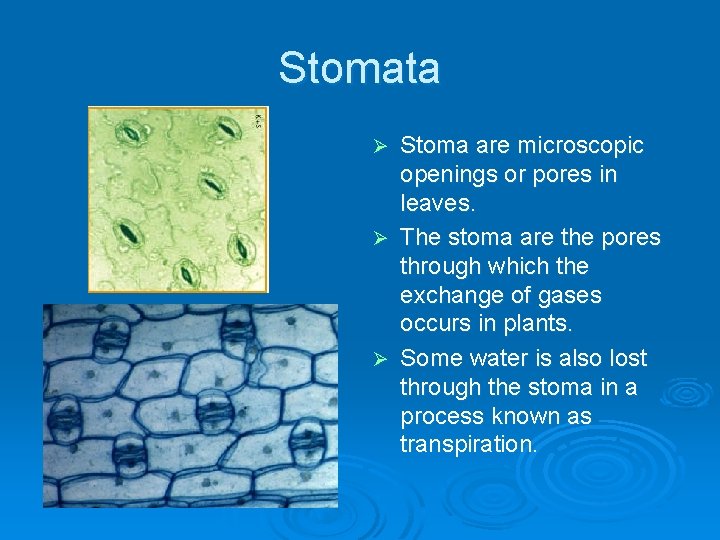 Stomata Stoma are microscopic openings or pores in leaves. Ø The stoma are the