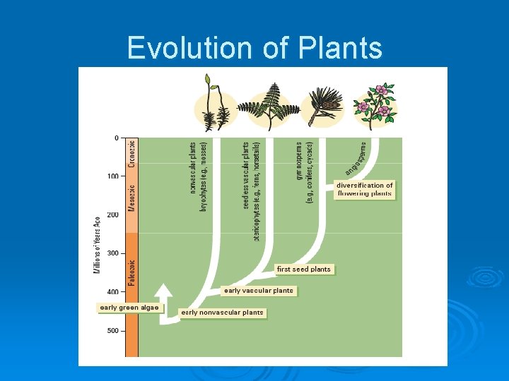 Evolution of Plants 