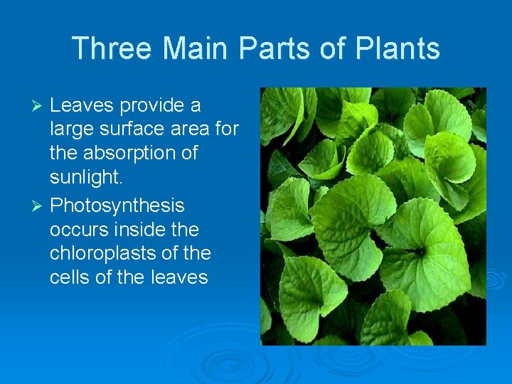 Three Main Parts of Plants Leaves provide a large surface area for the absorption