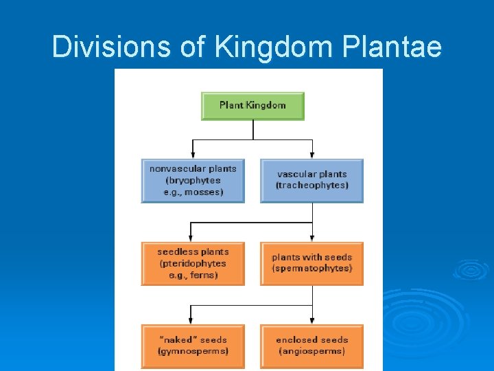 Divisions of Kingdom Plantae 