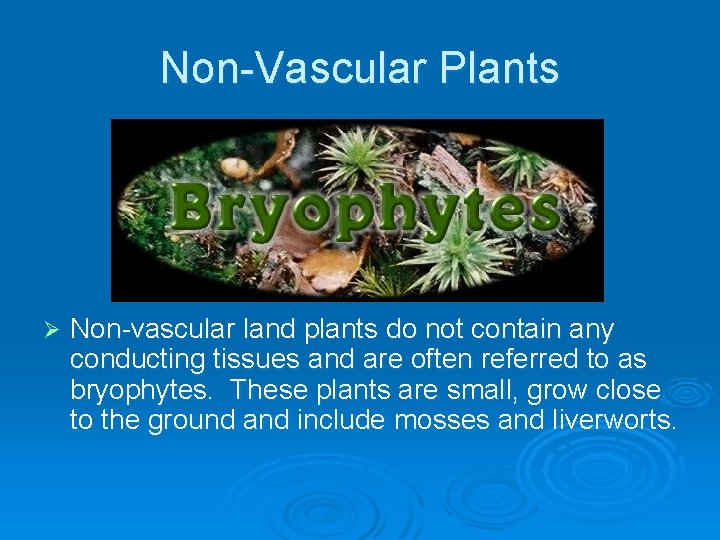 Non-Vascular Plants Ø Non-vascular land plants do not contain any conducting tissues and are