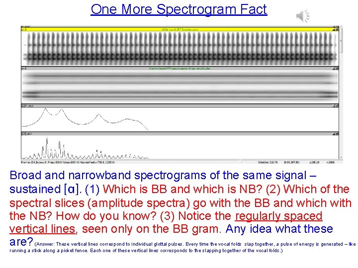One More Spectrogram Fact Broad and narrowband spectrograms of the same signal – sustained