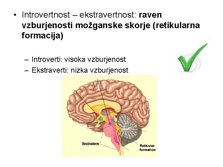  • Introvertnost – ekstravertnost: raven vzburjenosti možganske skorje (retikularna formacija) – Introverti: visoka