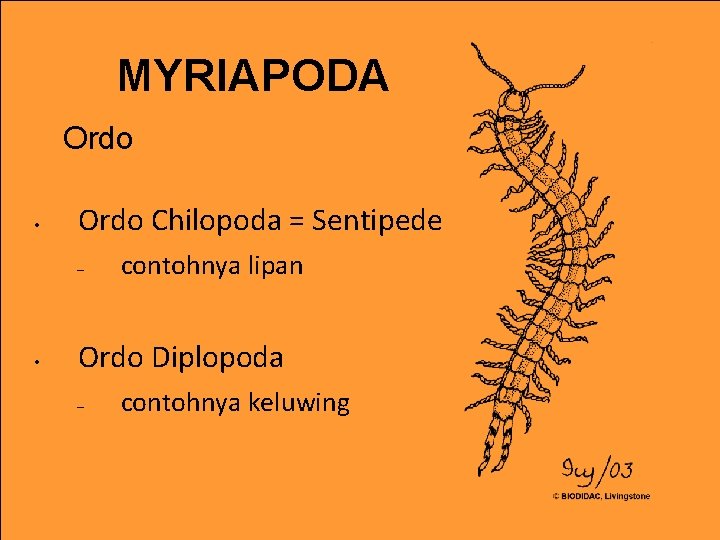 MYRIAPODA Ordo • Ordo Chilopoda = Sentipede – • contohnya lipan Ordo Diplopoda –