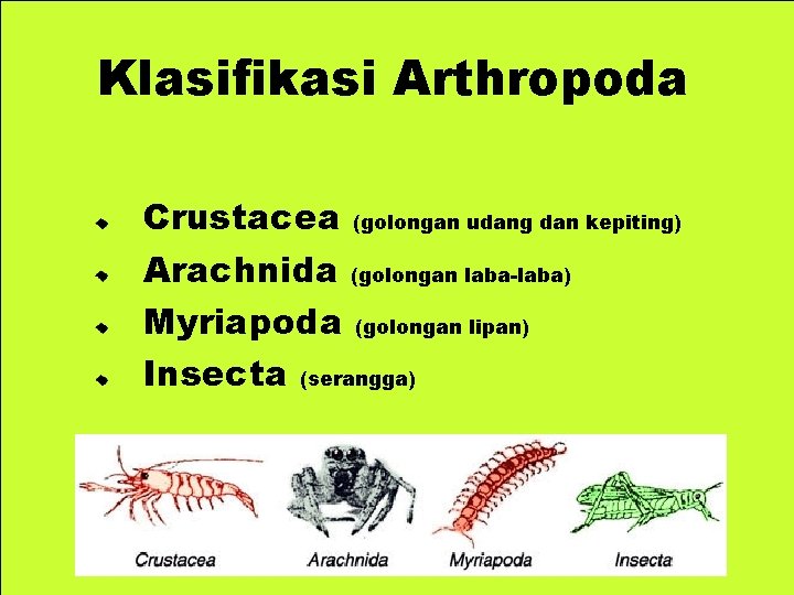 Klasifikasi Arthropoda Crustacea (golongan udang dan kepiting) Arachnida (golongan laba-laba) Myriapoda (golongan lipan) Insecta