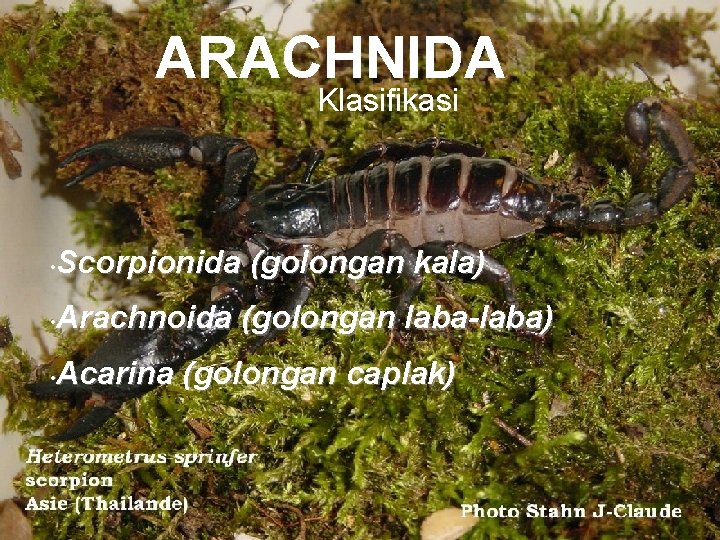 ARACHNIDA Klasifikasi Scorpionida (golongan kala) • Arachnoida (golongan laba-laba) • Acarina (golongan caplak) •