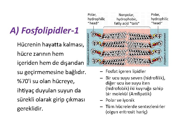 A) Fosfolipidler-1 Hücrenin hayatta kalması, hücre zarının hem içeriden hem de dışarıdan su geçirmemesine