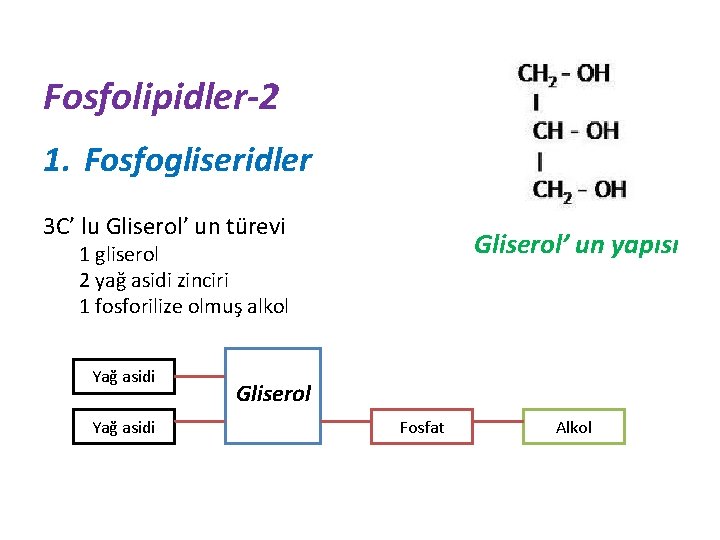 Fosfolipidler-2 1. Fosfogliseridler 3 C’ lu Gliserol’ un türevi Gliserol’ un yapısı 1 gliserol