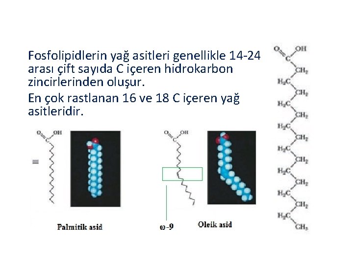 Fosfolipidlerin yağ asitleri genellikle 14 -24 arası çift sayıda C içeren hidrokarbon zincirlerinden oluşur.