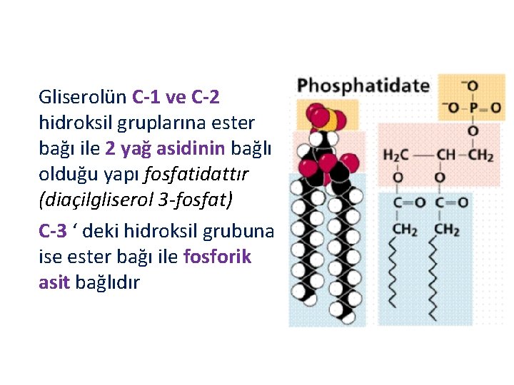 Gliserolün C-1 ve C-2 hidroksil gruplarına ester bağı ile 2 yağ asidinin bağlı olduğu