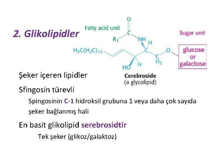 2. Glikolipidler Şeker içeren lipidler Sfingosin türevli Spingosinin C-1 hidroksil grubuna 1 veya daha