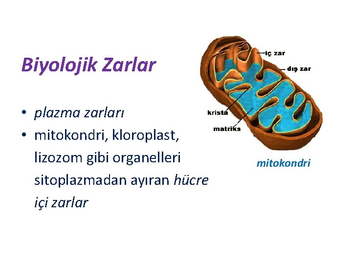 Biyolojik Zarlar • plazma zarları • mitokondri, kloroplast, lizozom gibi organelleri sitoplazmadan ayıran hücre