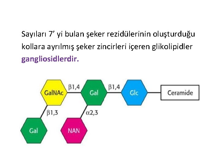 Sayıları 7’ yi bulan şeker rezidülerinin oluşturduğu kollara ayrılmış şeker zincirleri içeren glikolipidler gangliosidlerdir.
