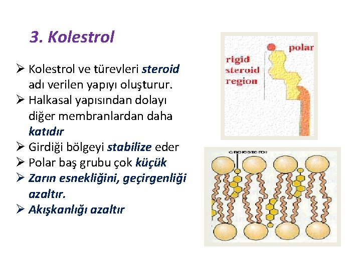 3. Kolestrol Ø Kolestrol ve türevleri steroid adı verilen yapıyı oluşturur. Ø Halkasal yapısından