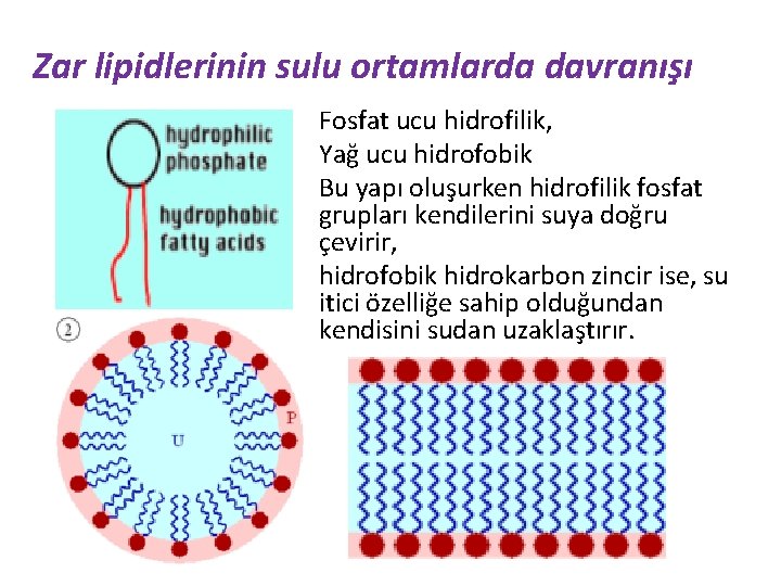 Zar lipidlerinin sulu ortamlarda davranışı Fosfat ucu hidrofilik, Yağ ucu hidrofobik Bu yapı oluşurken