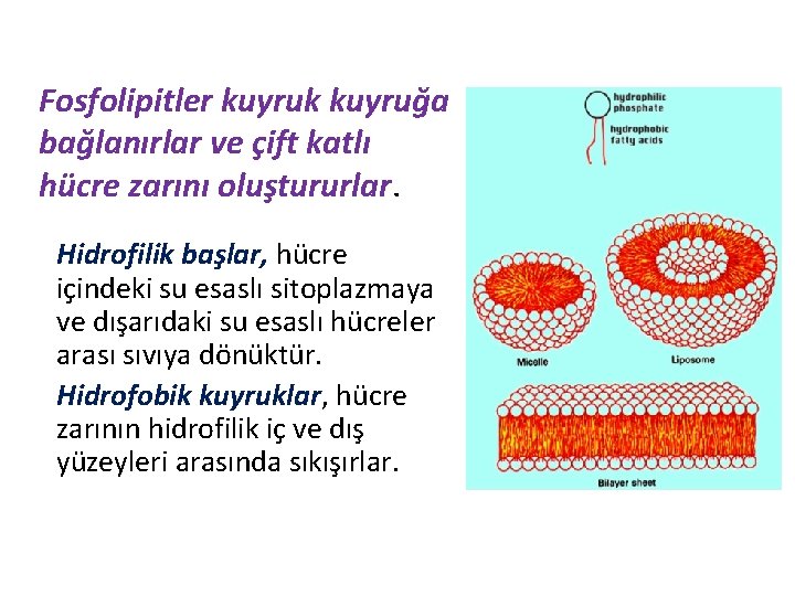 Fosfolipitler kuyruk kuyruğa bağlanırlar ve çift katlı hücre zarını oluştururlar. Hidrofilik başlar, hücre içindeki