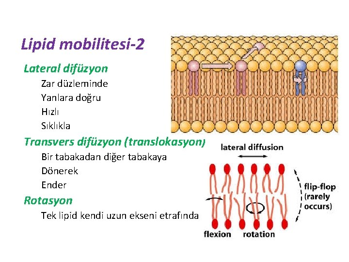 Lipid mobilitesi-2 Lateral difüzyon Zar düzleminde Yanlara doğru Hızlı Sıklıkla Transvers difüzyon (translokasyon) Bir