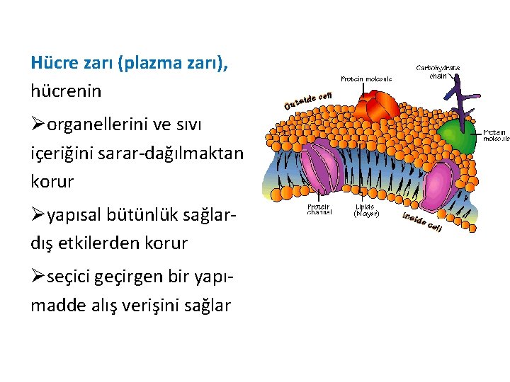 Hücre zarı (plazma zarı), hücrenin Øorganellerini ve sıvı içeriğini sarar-dağılmaktan korur Øyapısal bütünlük sağlardış