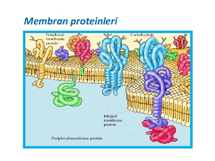 Membran proteinleri 