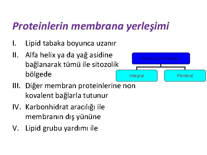 Proteinlerin membrana yerleşimi I. Lipid tabaka boyunca uzanır II. Alfa helix ya da yağ