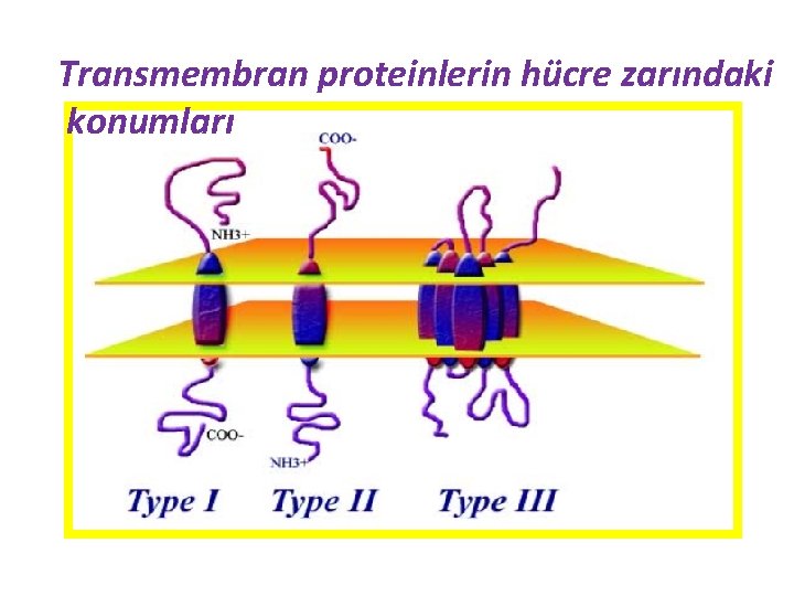 Transmembran proteinlerin hücre zarındaki konumları 