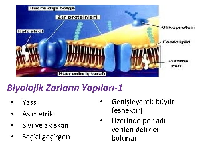 Biyolojik Zarların Yapıları-1 • • Yassı Asimetrik Sıvı ve akışkan Seçici geçirgen • •