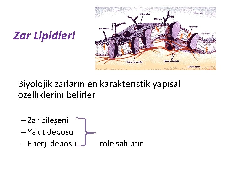 Zar Lipidleri Biyolojik zarların en karakteristik yapısal özelliklerini belirler – Zar bileşeni – Yakıt