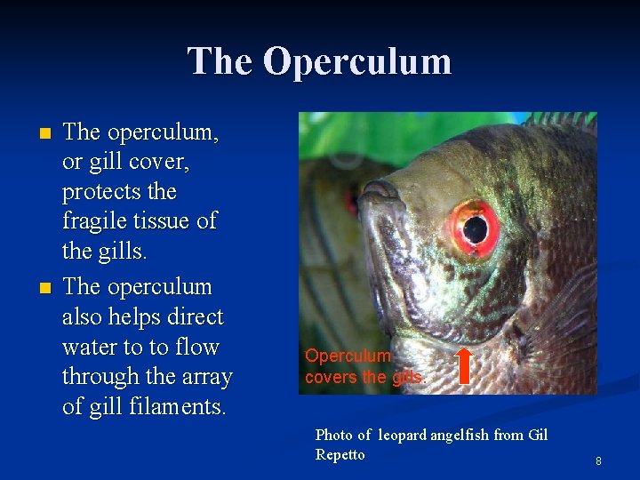 The Operculum n n The operculum, or gill cover, protects the fragile tissue of