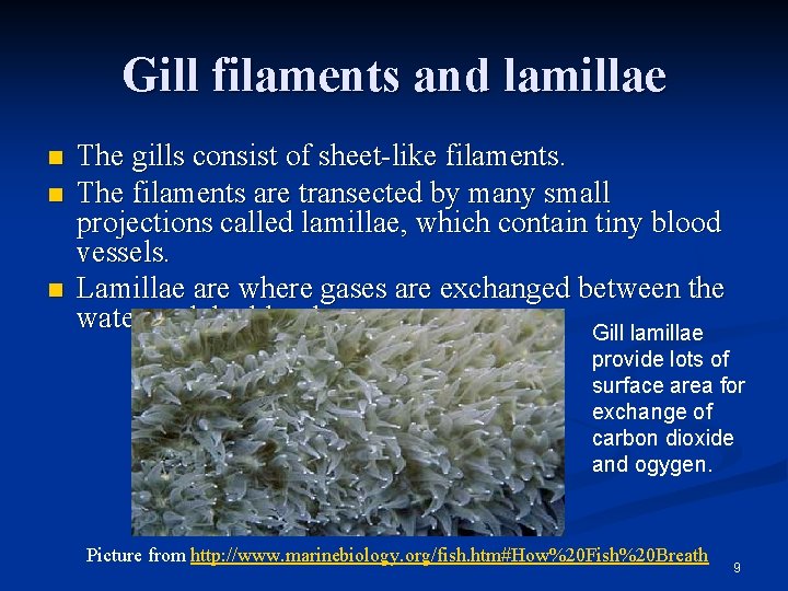 Gill filaments and lamillae n n n The gills consist of sheet-like filaments. The