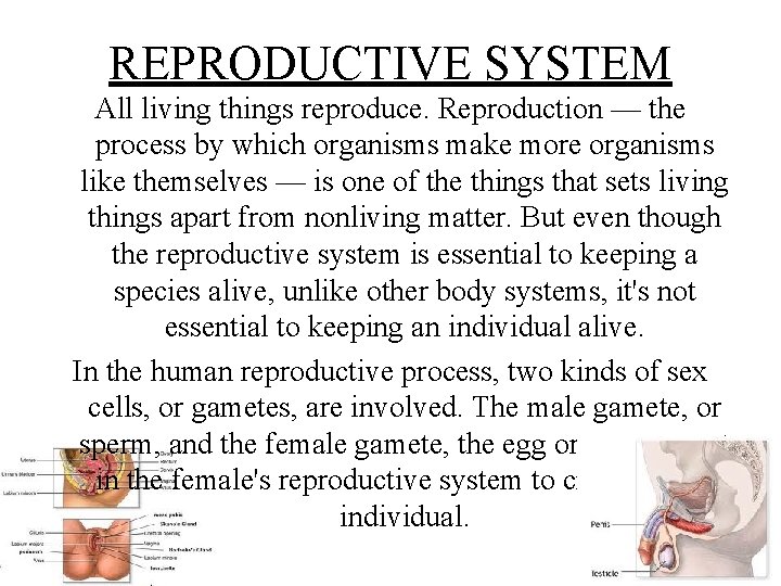 REPRODUCTIVE SYSTEM All living things reproduce. Reproduction — the process by which organisms make