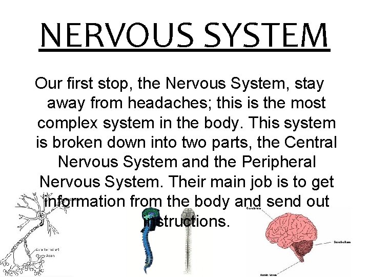 NERVOUS SYSTEM Our first stop, the Nervous System, stay away from headaches; this is
